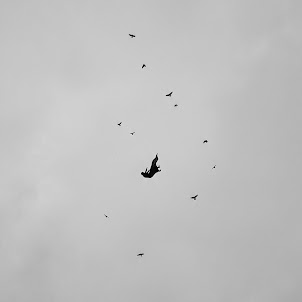 Noma — Sabah Beş